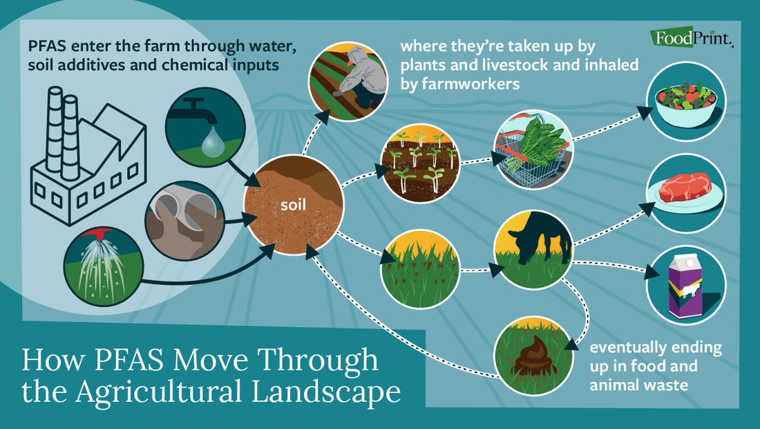 "Simple diagram explaining PFAS forever chemicals contamination cycle and how they spread in the environment"